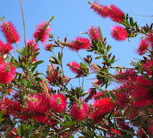Impressionen aus dem Botanischen Garten Cagliari