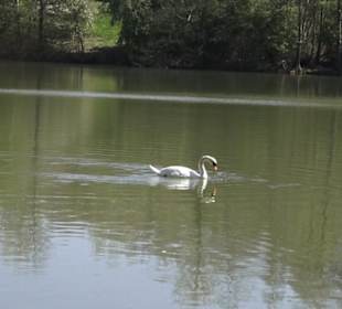 Sport- und Freizeitpark Markwasen