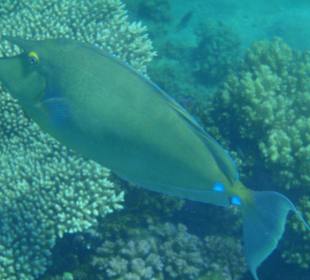 Hoteleigenes Korallenriff