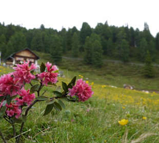 Feldringalm Sommer