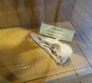 ArcheTierSchädelSammlung