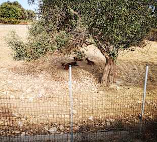 Wandern Rethymno