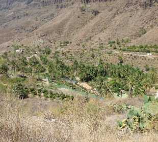 Das Tal der 1000 Palmen