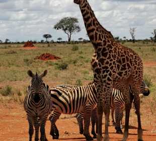 Giraffe und Zebras