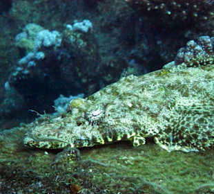 Krokodilfisch