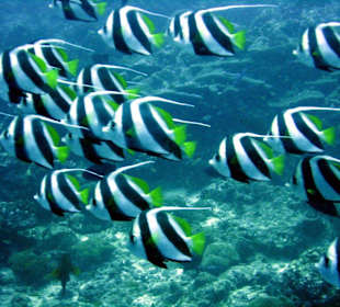 Fische
