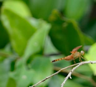 Mangroventour Peter Höfinger