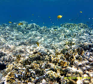 Hauseigenes Riff und ich bin leihe mit einer 0815