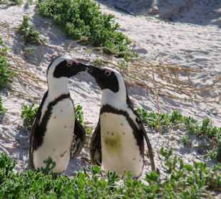 Brillenpunguine am Boulders Beach