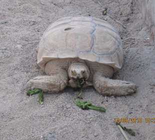 Schildkröte in der Wüste 