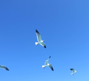 Möven auf der Saone Tour über dem Boot