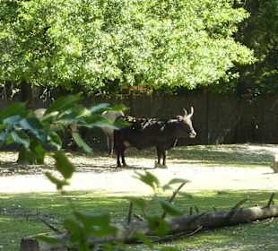 Auerochsen & Tarpan
