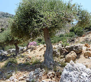 Ausblick Lassithi- Plateau