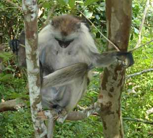 Red Colubus in Jozani Forest