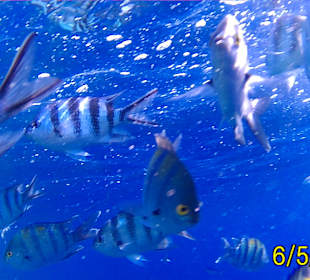 Schnorcheln Marsa Alam