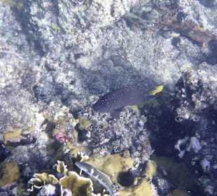 Unter Wasser am Hausriff