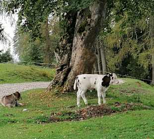 Wandern Werfenweng