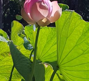 Rosa Lotusblüte Botanischer Garten