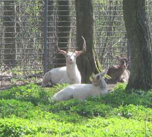 Vogelpark Graben-Neudorf