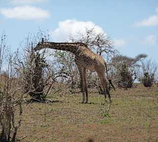 Viel gab es nicht mehr zu fressen
