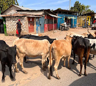 Wildnis Tours and Safaris - Diani Beach