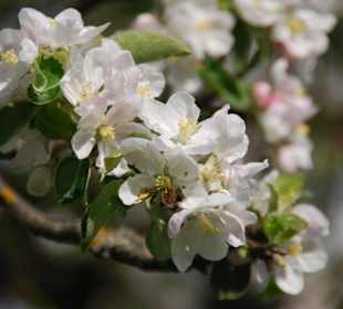 Blütenmeer am Ossiacher See