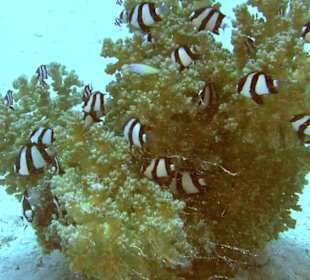 Dreibinden-Preussenfisch