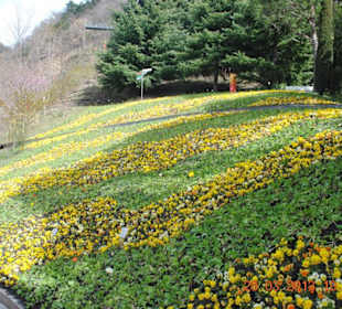 Blumen im Park
