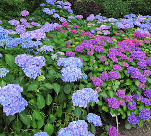 Hortensienblüte im Park der Gärten