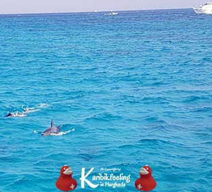 Private Delfin-Tour mit Delfinbeobachtung 16.11.20