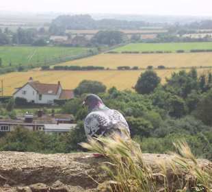Observer (orford castle)