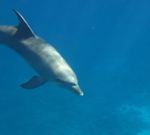 Schwimmen mit Delphinen