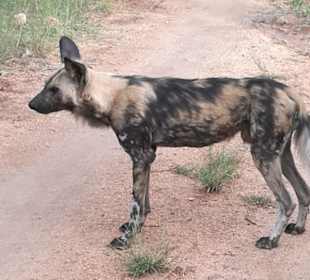 Wildhund nimmt Spur auf
