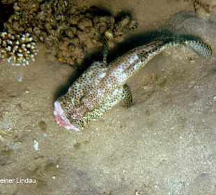 Braunflecken-Zackenbarsch