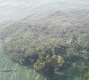 Подводное царство