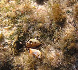 Šnorchlování v oblasti Kalithea