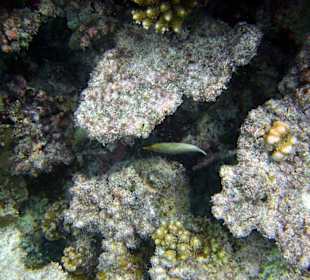 Schöne Unterwasserwelt