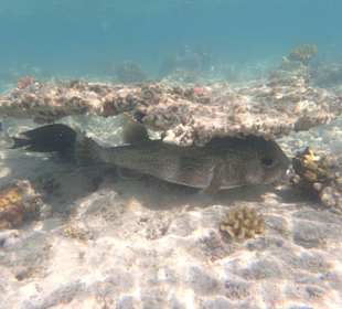 Gepunkteter Igelfisch