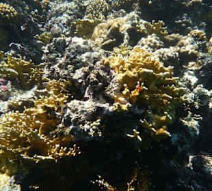 Korallenriff