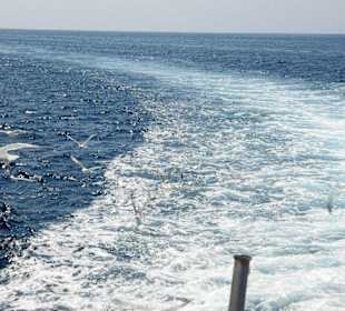 Sea Paradise auf See