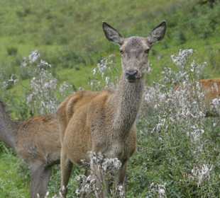 Bambi