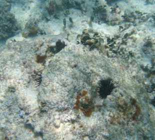 Schöne Unterwasserwelt direkt am Hotelstrand