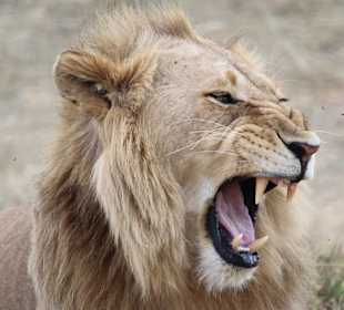 Geführte Touren Nova Tours