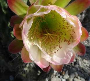 In den Kakteengärten von Trauttmansdorff