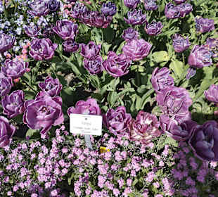 Botanischer Garten München