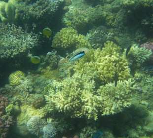 Riff zum Schnorcheln