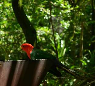 Taronga Zoo