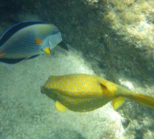 Schnorcheln Hurghada