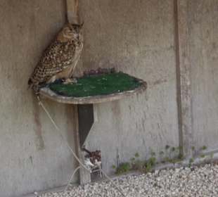 Malta Falconry Centre