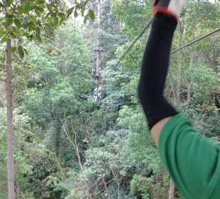 Von Baumkrone zu Baumkrone